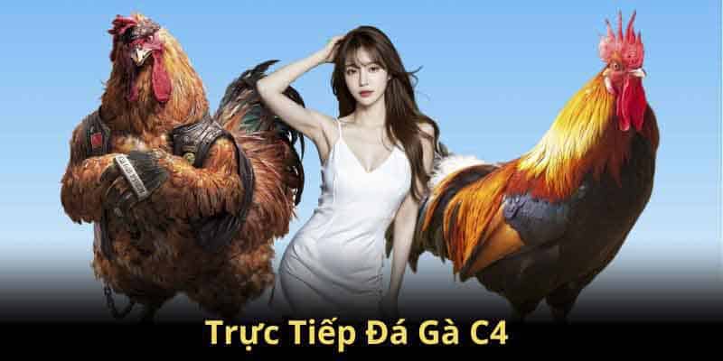 Đá gà trực tiếp C4 - Cuộc quyết tử của những chiến kê