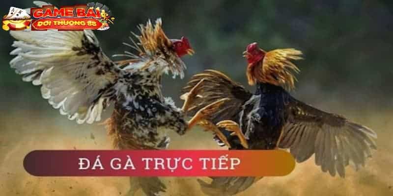 Giới thiệu tổng quan về hình thức đá gà trực tiếp qua mạng